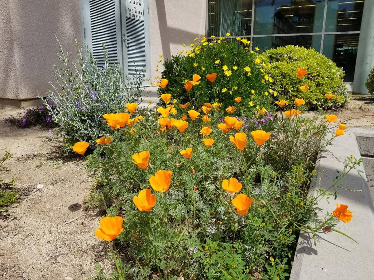 Blooming California poppies 