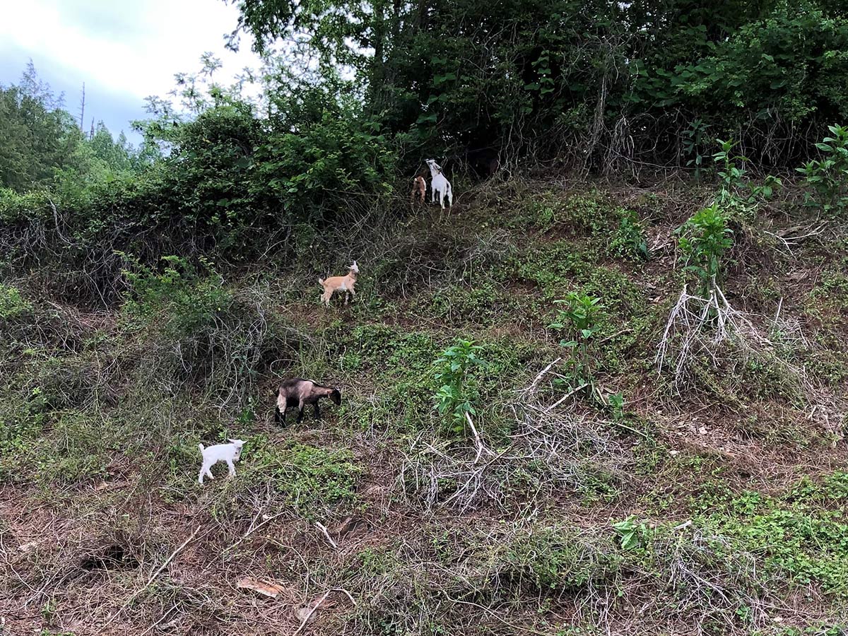 Goats eating weeds