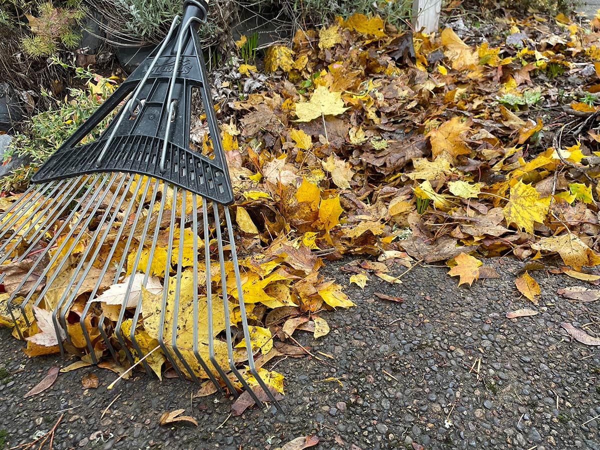 Leaves in garden bed