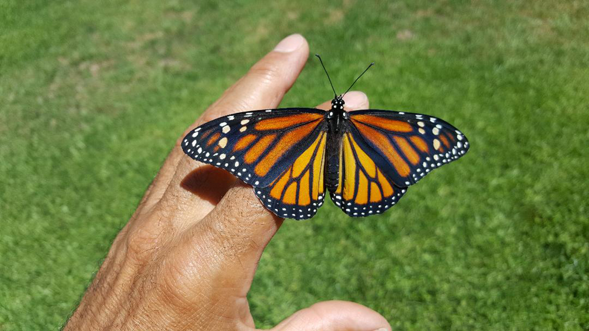 Monarch butterfly on Augustin's hand