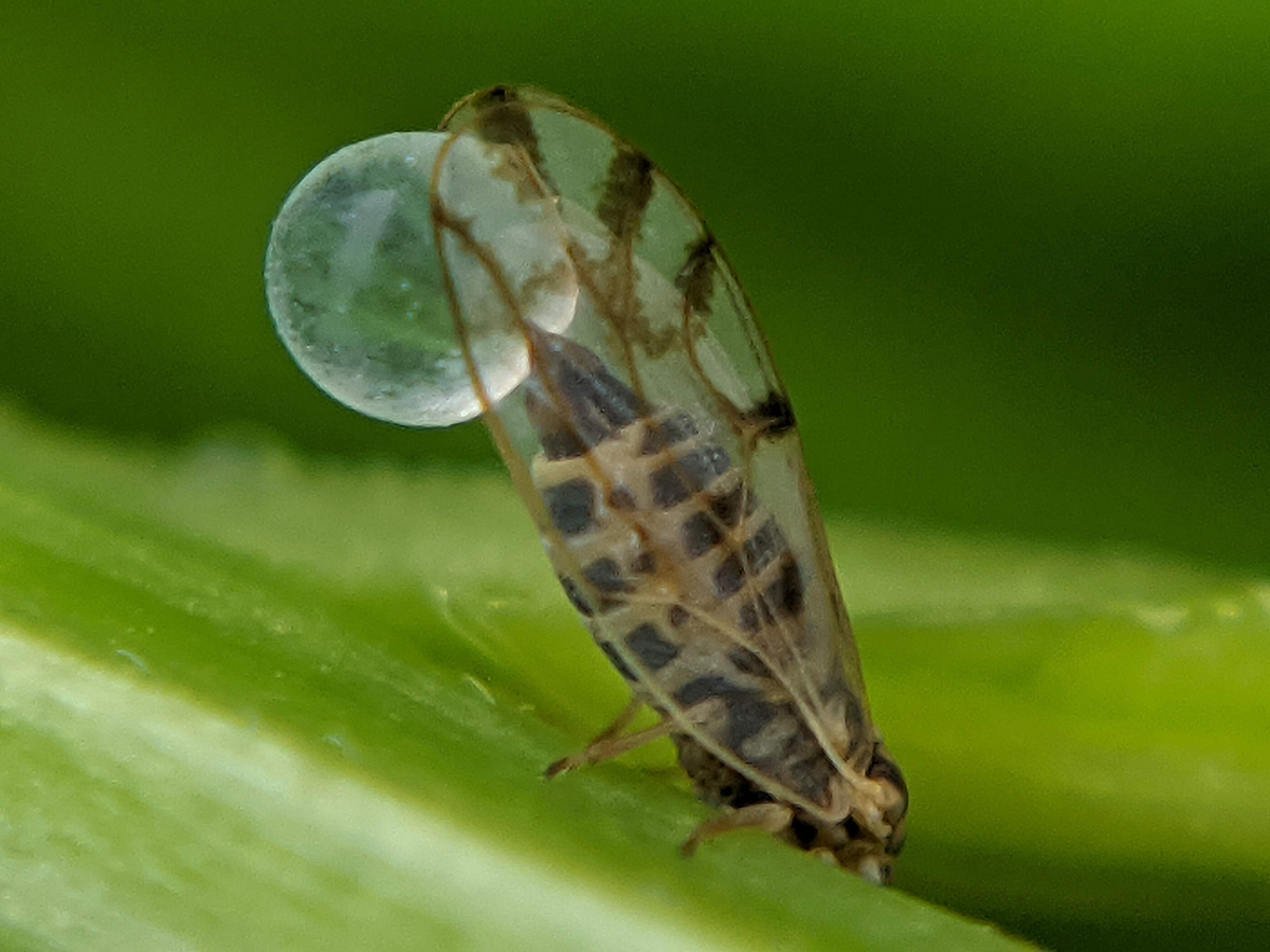 Insect excreting honeydew drop