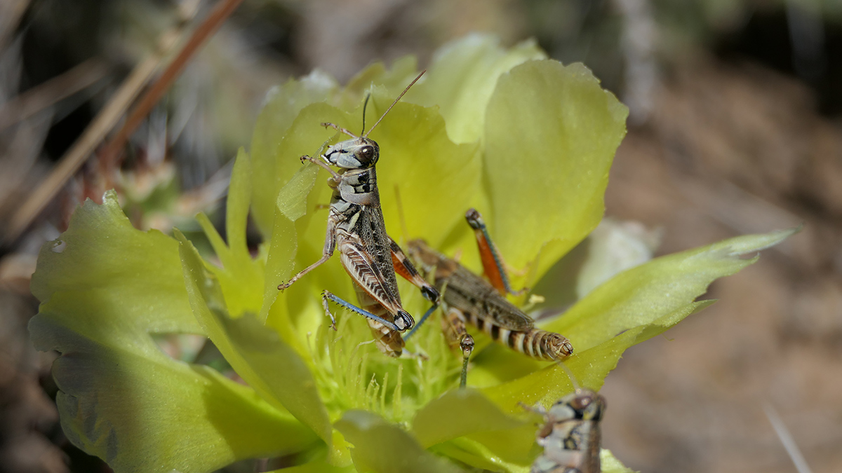 Several grasshoppers on flower in New Mexico