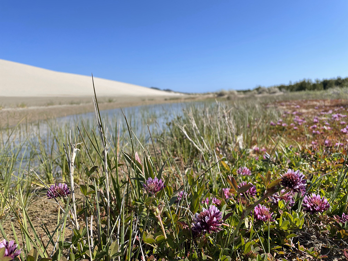 springbank clover plant