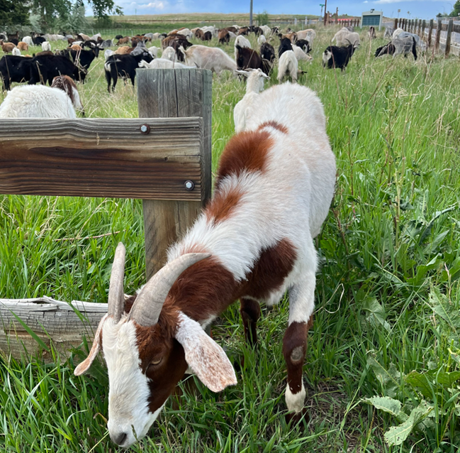 Goat grazing grass with many more goats in background