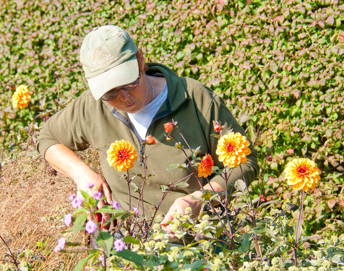 Someone pruning a plant