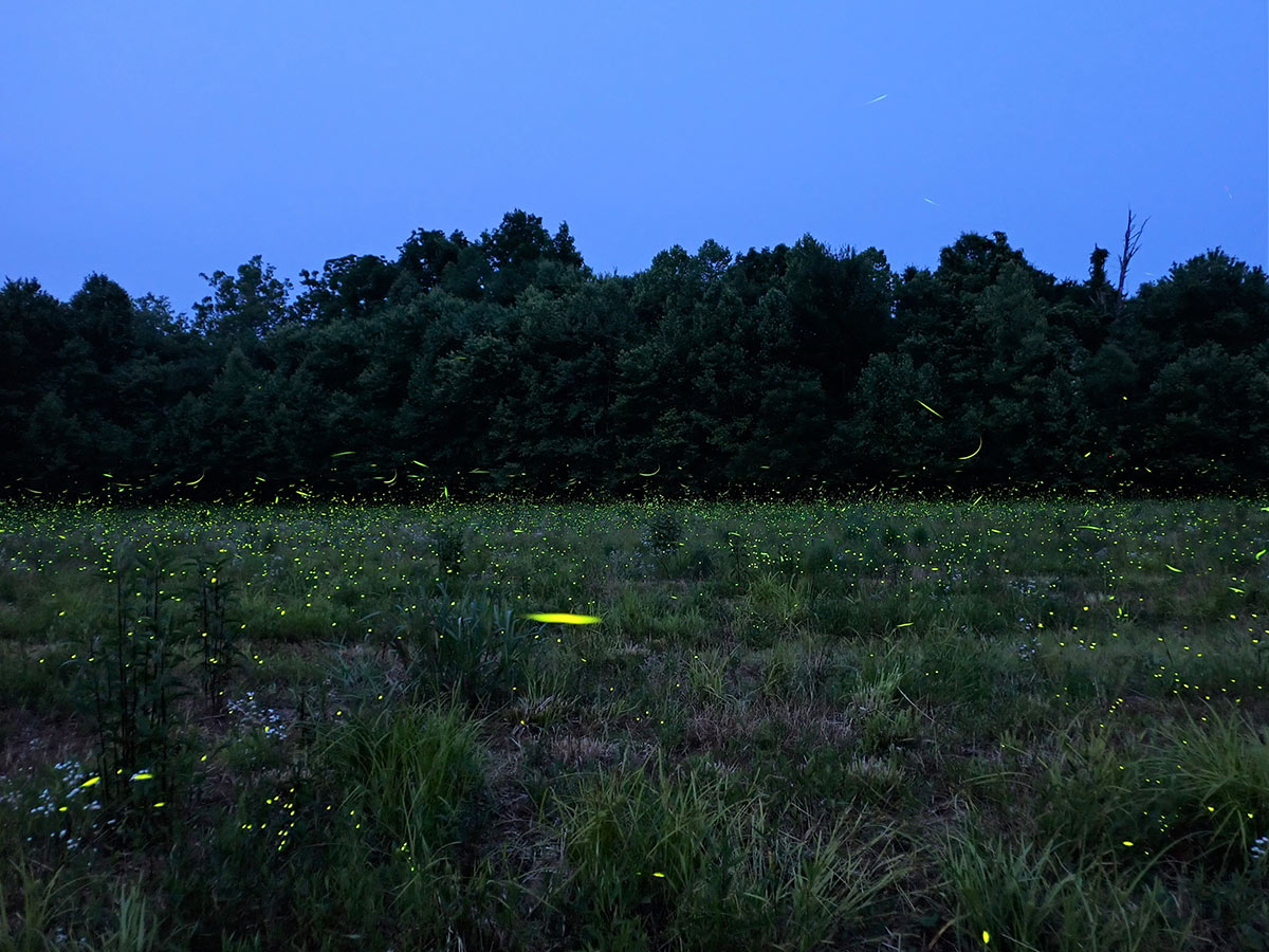 Grassy field with fireflies lighting up