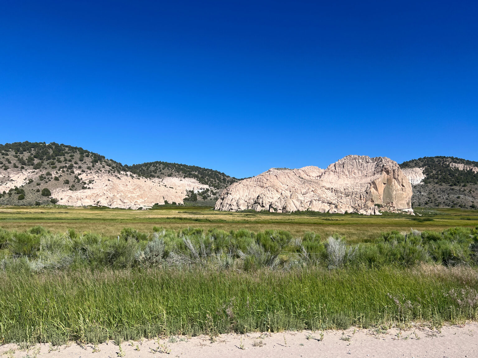 Spring/meadow habitat with mountains in the background