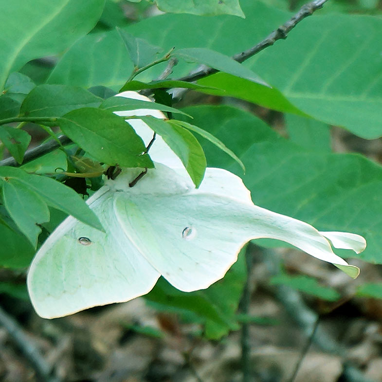 Luna moth on branch