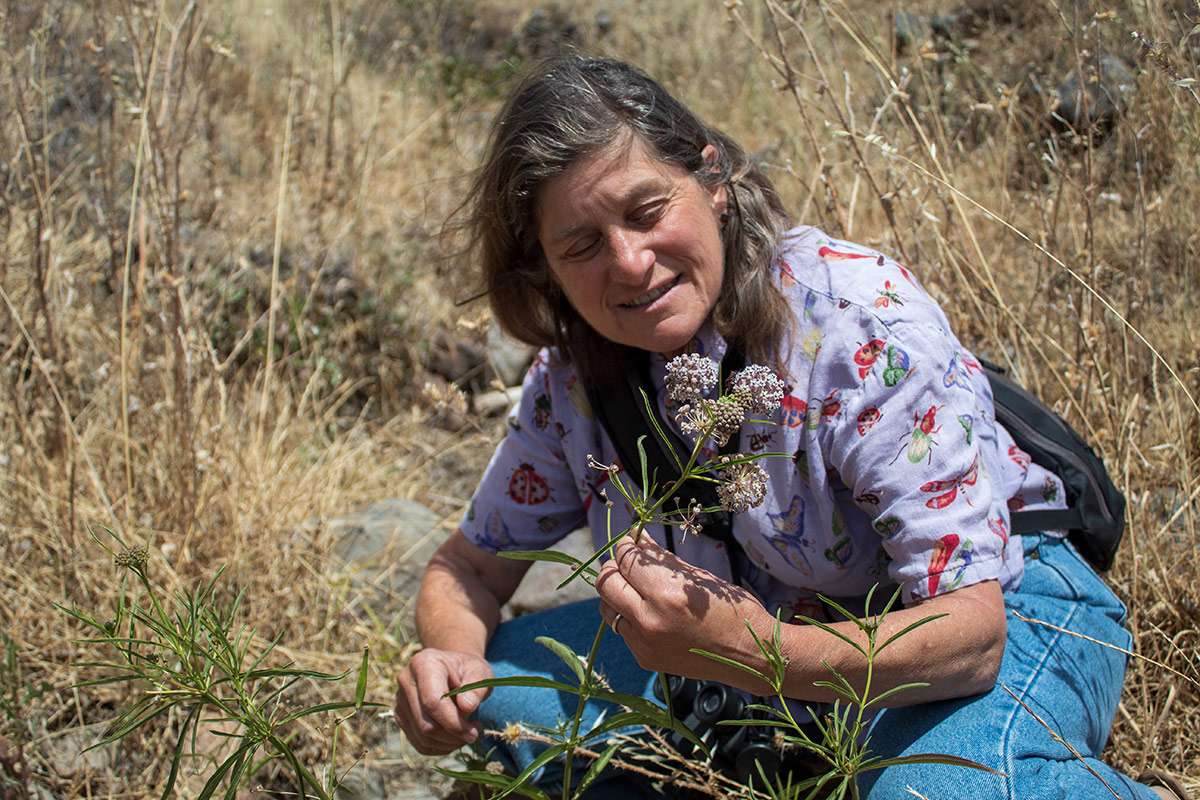 Mia Monroe inspecting a milkweed plant