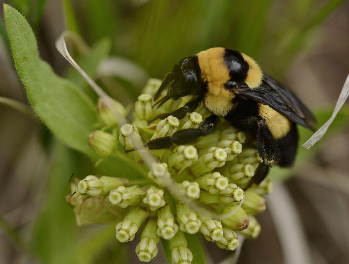 Black and yellow Southern Plains bumble bee on wooly milkweed blooms
