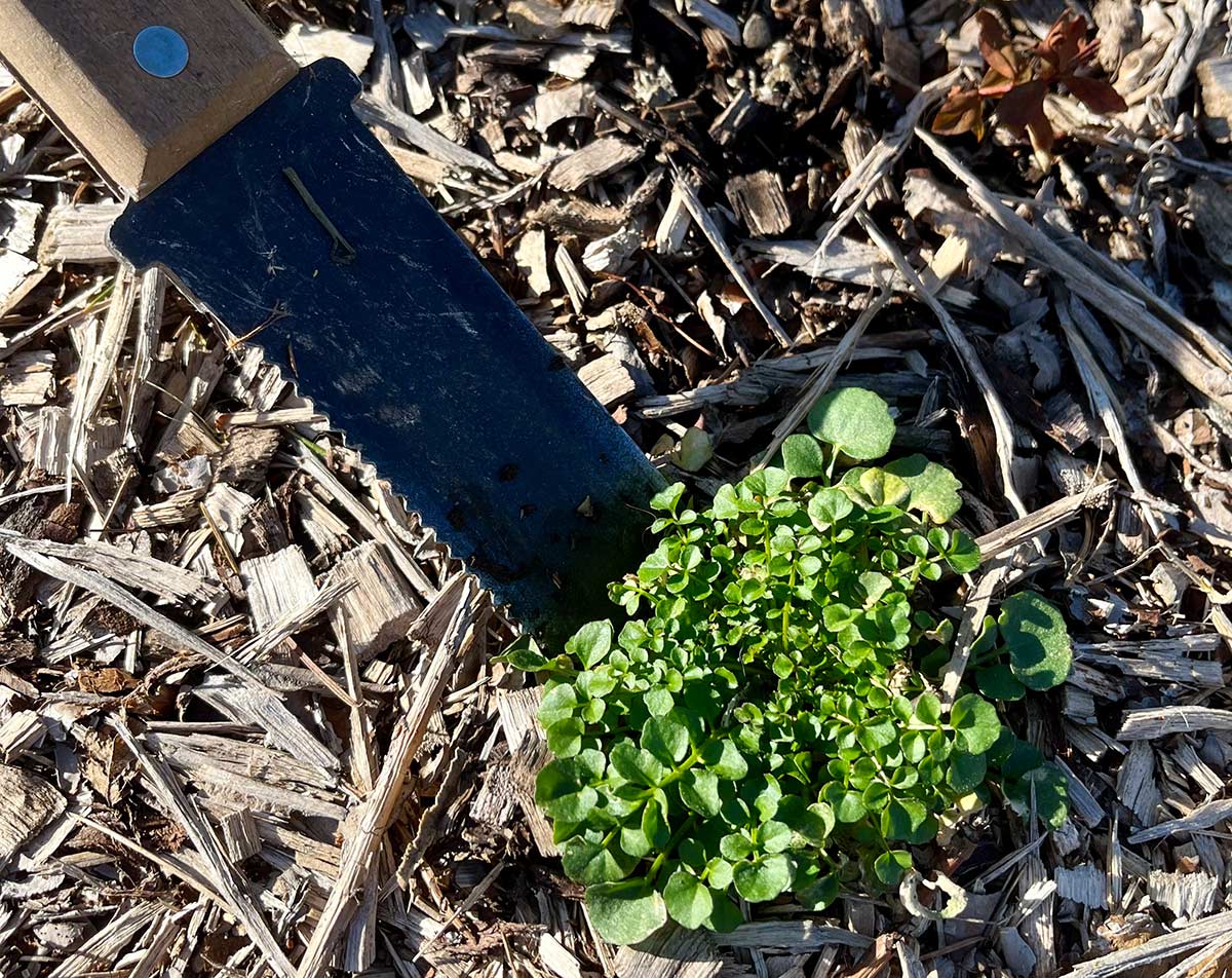 Hori hori gardening tool removing a plant from the ground