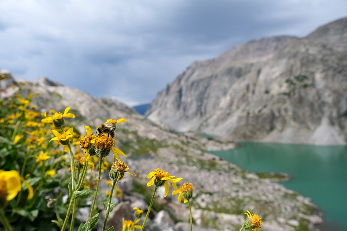 A bumble bee on a flower in the foreground, with a mountain range in the background, and a clear mountain lake below. The mountains are only lightly covered with sparse plants, hinting at the high elevation.