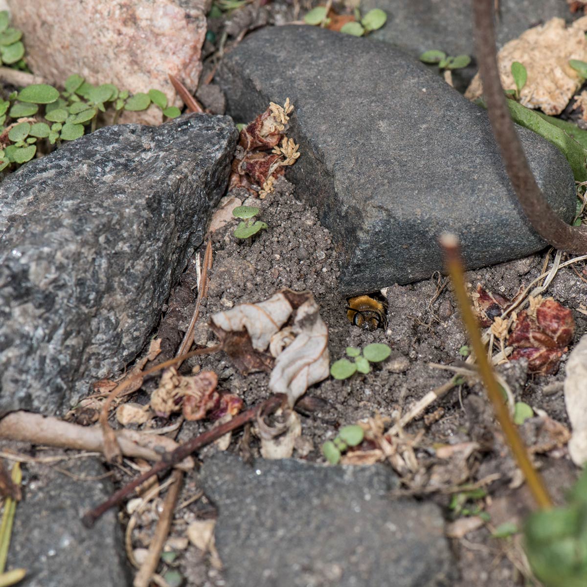 A mining bee peeking its fuzzy head out of its burrow, dug out of soil directly under a stone. The bee is covered in orange fluffy fur.