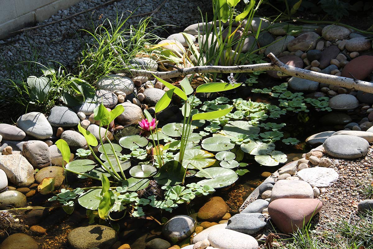 A small backyard pond set up to support dragonflies. It is lined with gently sloping stones, and has aquatic plants with a few tall stems. An adult dragonfly is perched atop one.
