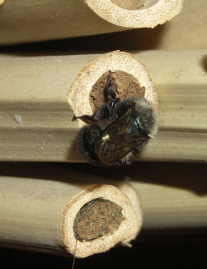 A large dark bee sitting at the end of a plant stem that it has sealed with mud. Another sealed plant stem is visible below.