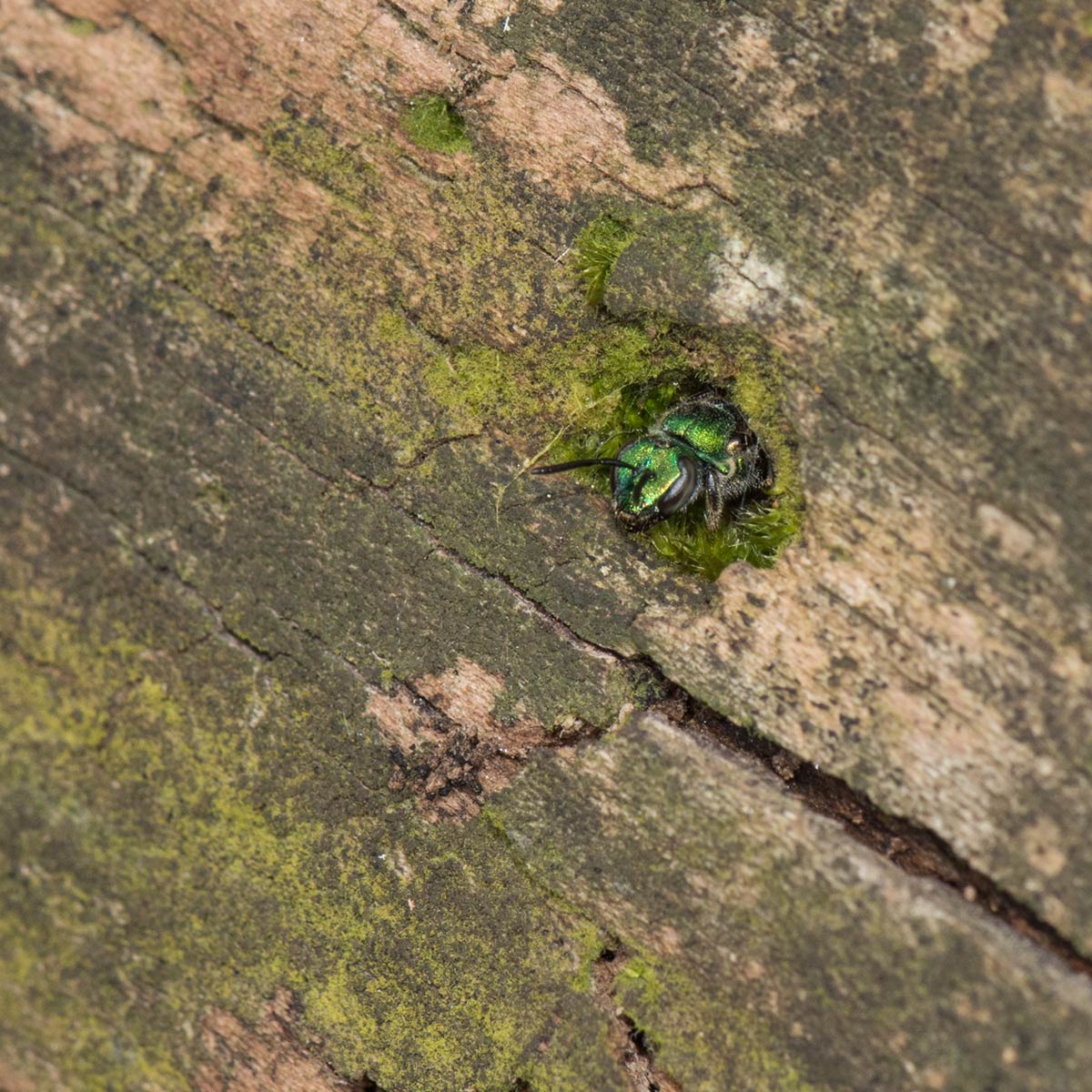 A bright metallic green bee peeking its head out of a round hole in a mossy log.