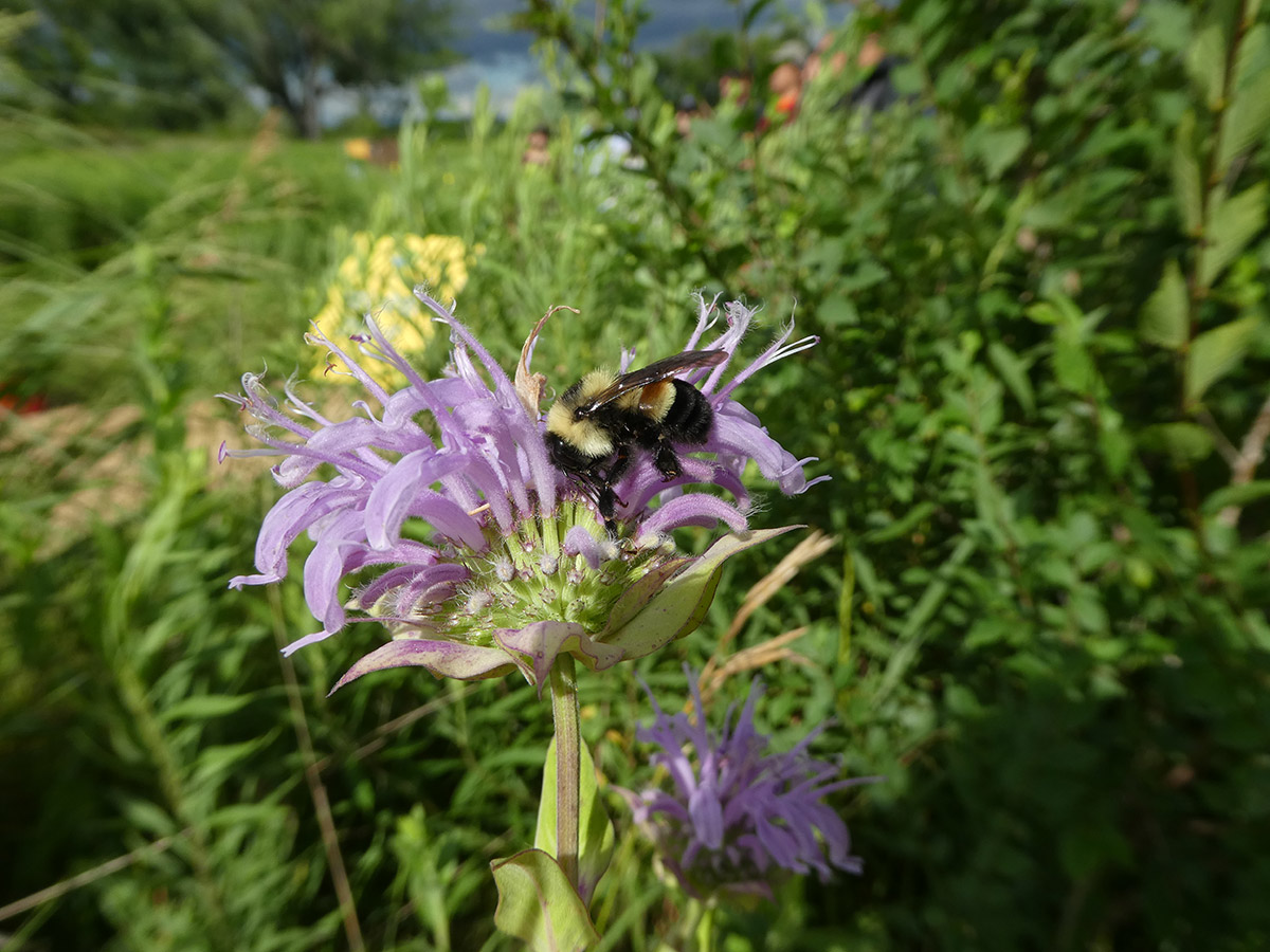 A bumble bee perched on a light purple flower, amidst other greenery.