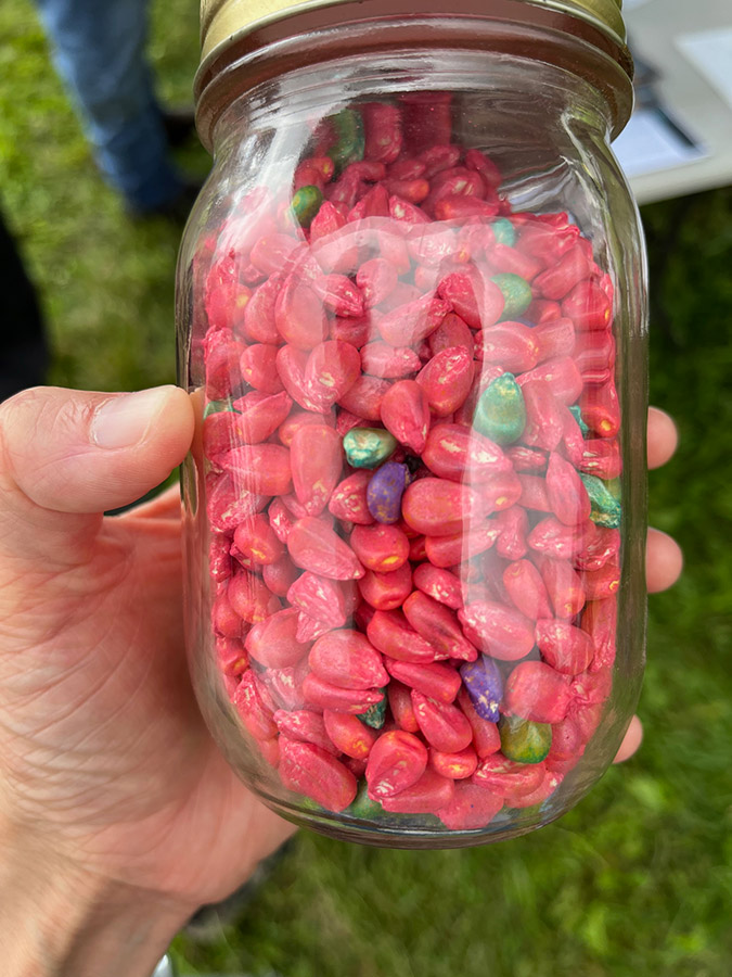 A glass jar full of corn seeds each covered in a bright, candy-red coating