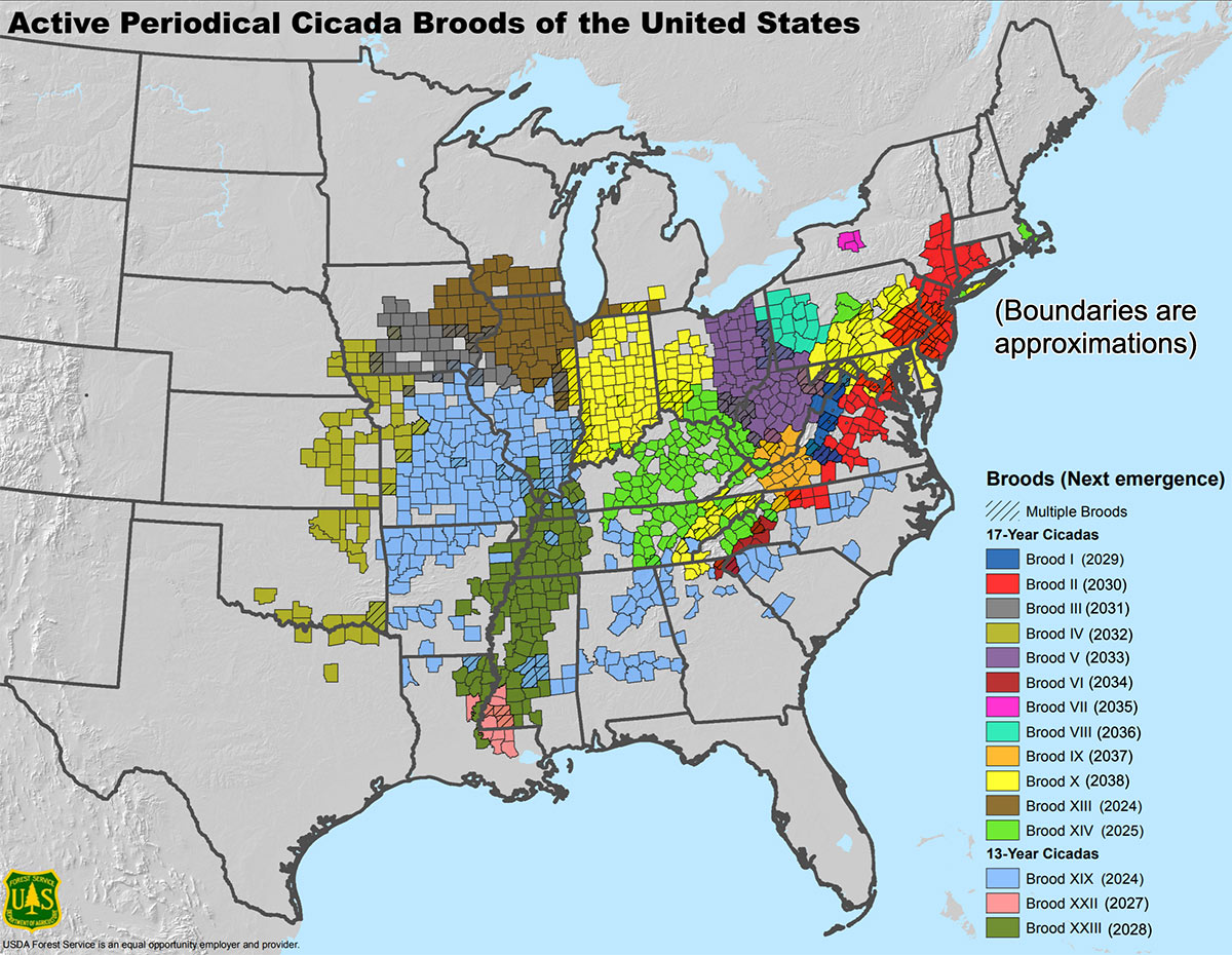 A map of the USA east of the Rocky Mountains, showing the different broods of periodical cicadas, and listing the years that they will emerge. 