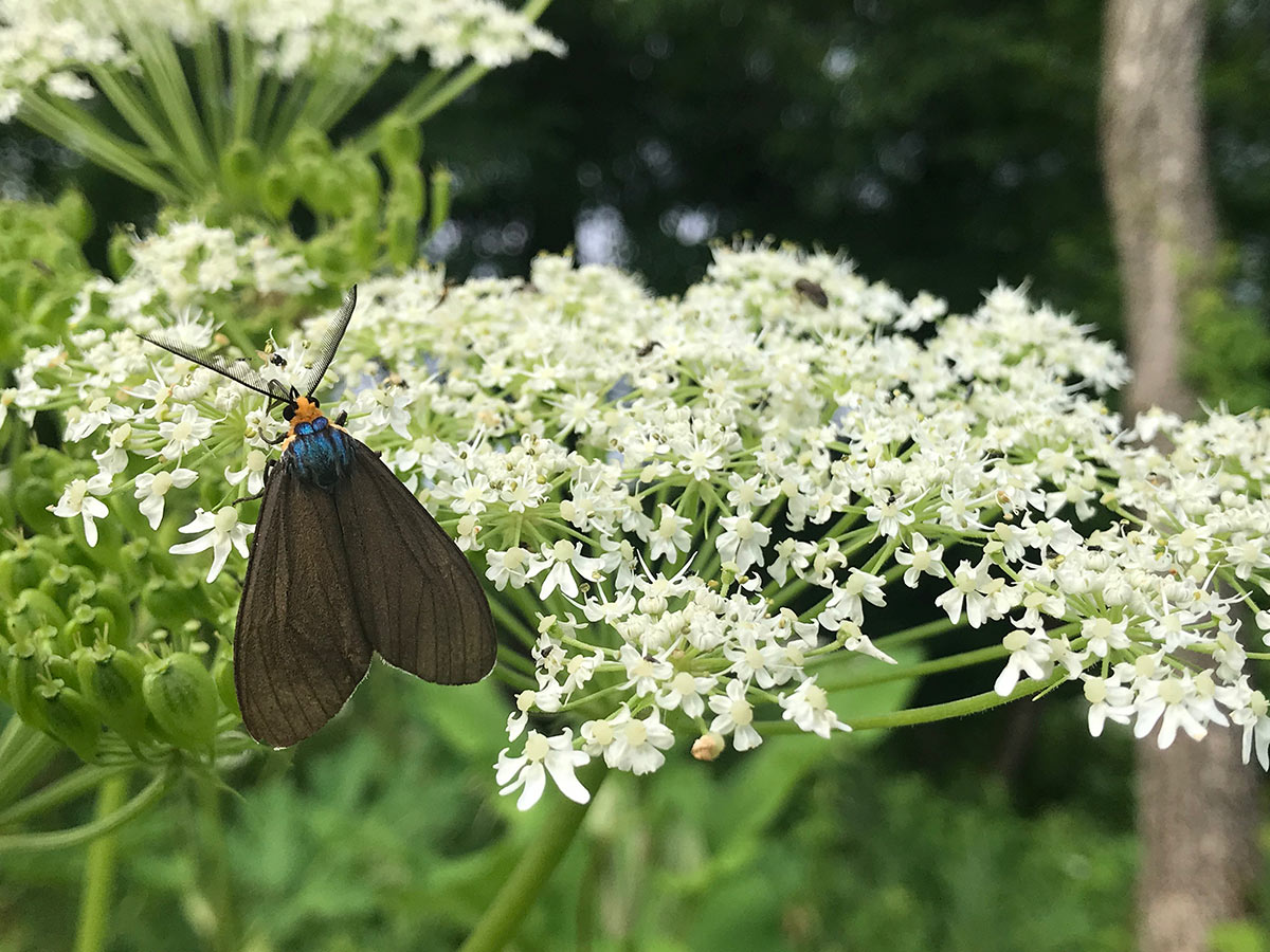 A moth sitting atop a plant with many small white flowers. The moth’s wings are a dark grey, with orange on its head, and blue on its back. 