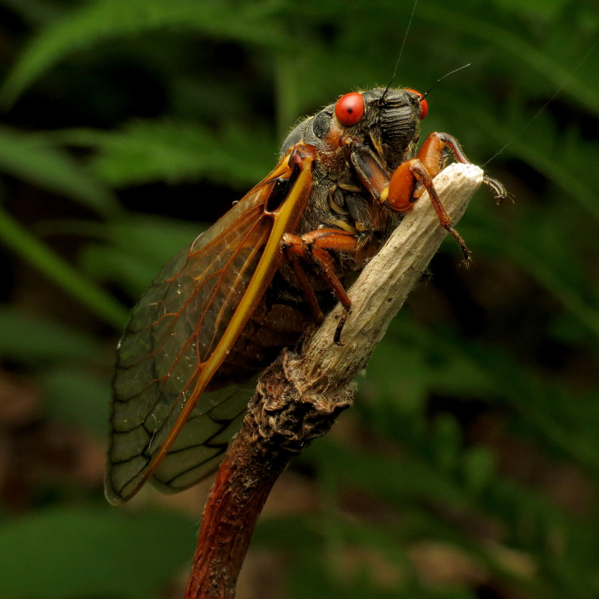 A periodical cicada perched on a stem. Its body is black, with orange legs and bright red eyes, and stands out dramatically against the green leaves in the background.