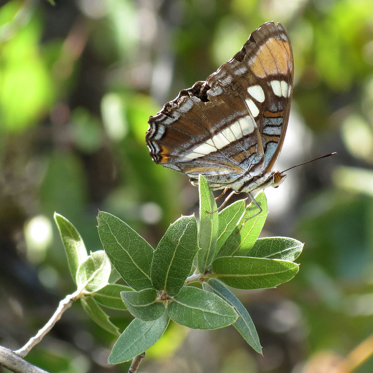 An Arizona sister butterfly (Adelpha eulalia) resting on the leaves of an oak tree.