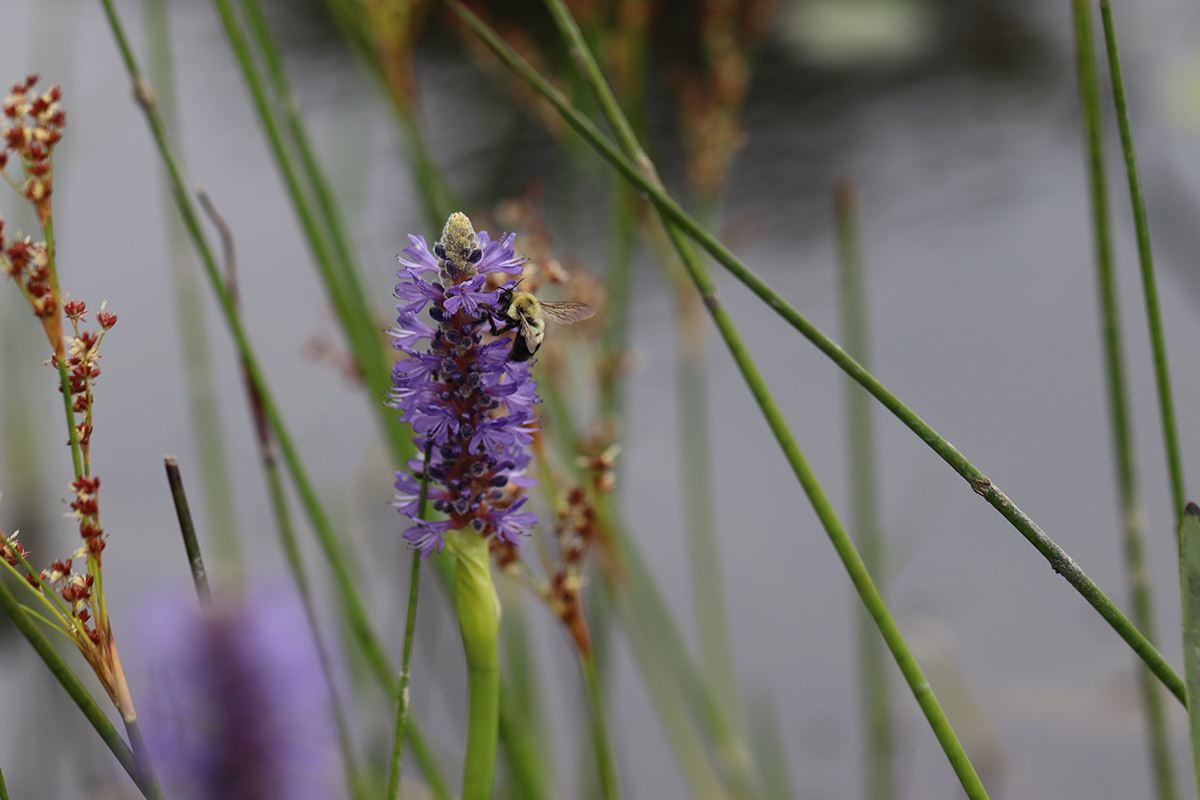 Small purple flowers on the long stem of a pickerelweed, with two bumble bees visiting them.