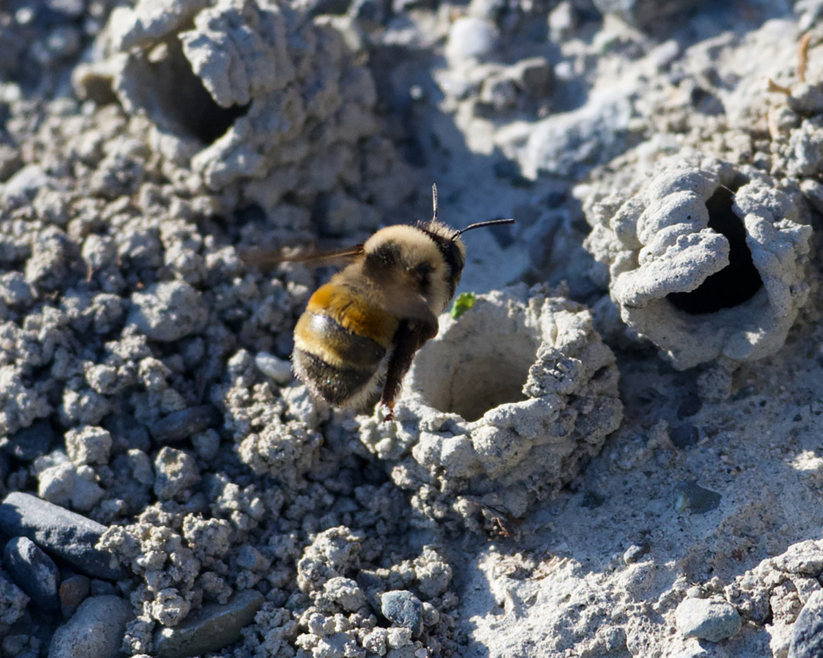 A digger bee, which resembles a bumble bee, hovering outside of the entrance of its nest, a burrow in the ground. 