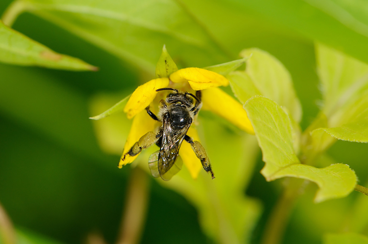 A small, mostly black, bee with some beige fur, perched on a small yellow flower. It has seemingly enlarged rear legs, which are covered in oils.