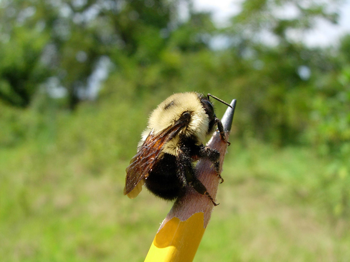  A fuzzy bumble bee perched atop of a volunteer’s pencil.