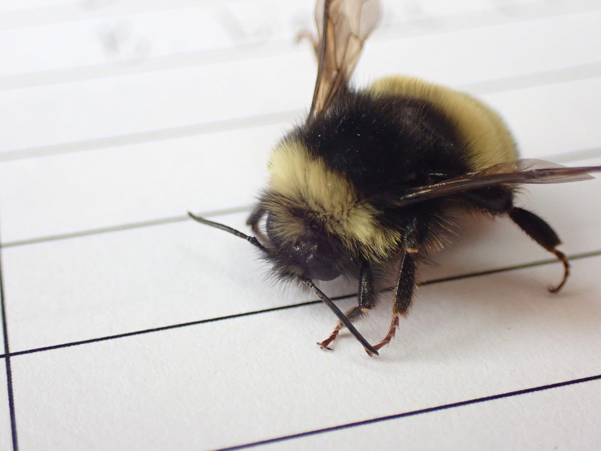 Up close with a yellow-banded bumble bee sitting on a sheet of lined paper.  Small details are visible, like the little hooks on its toes that it uses to hold on to things.