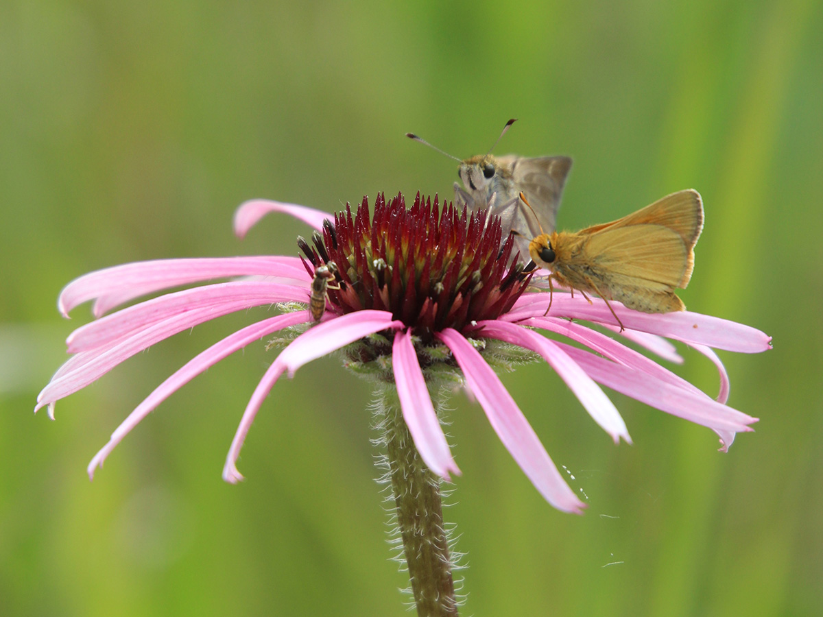  Two Dakota skipper butterflies resting and feeding from a large flower with long pink petals