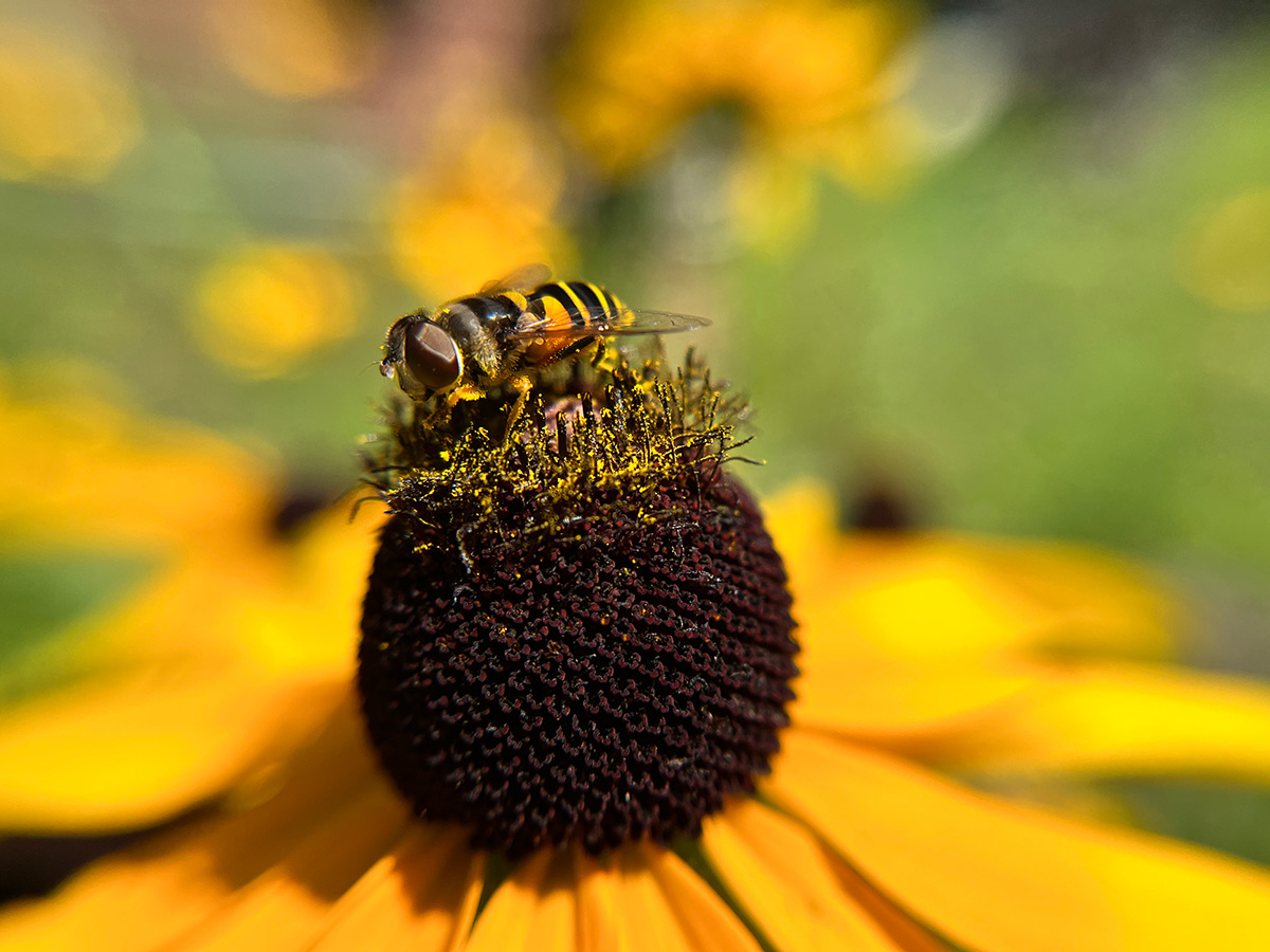 A photo of a flower fly, looking quite like a bee itself, pollinating a Black-Eyed Susan flower.