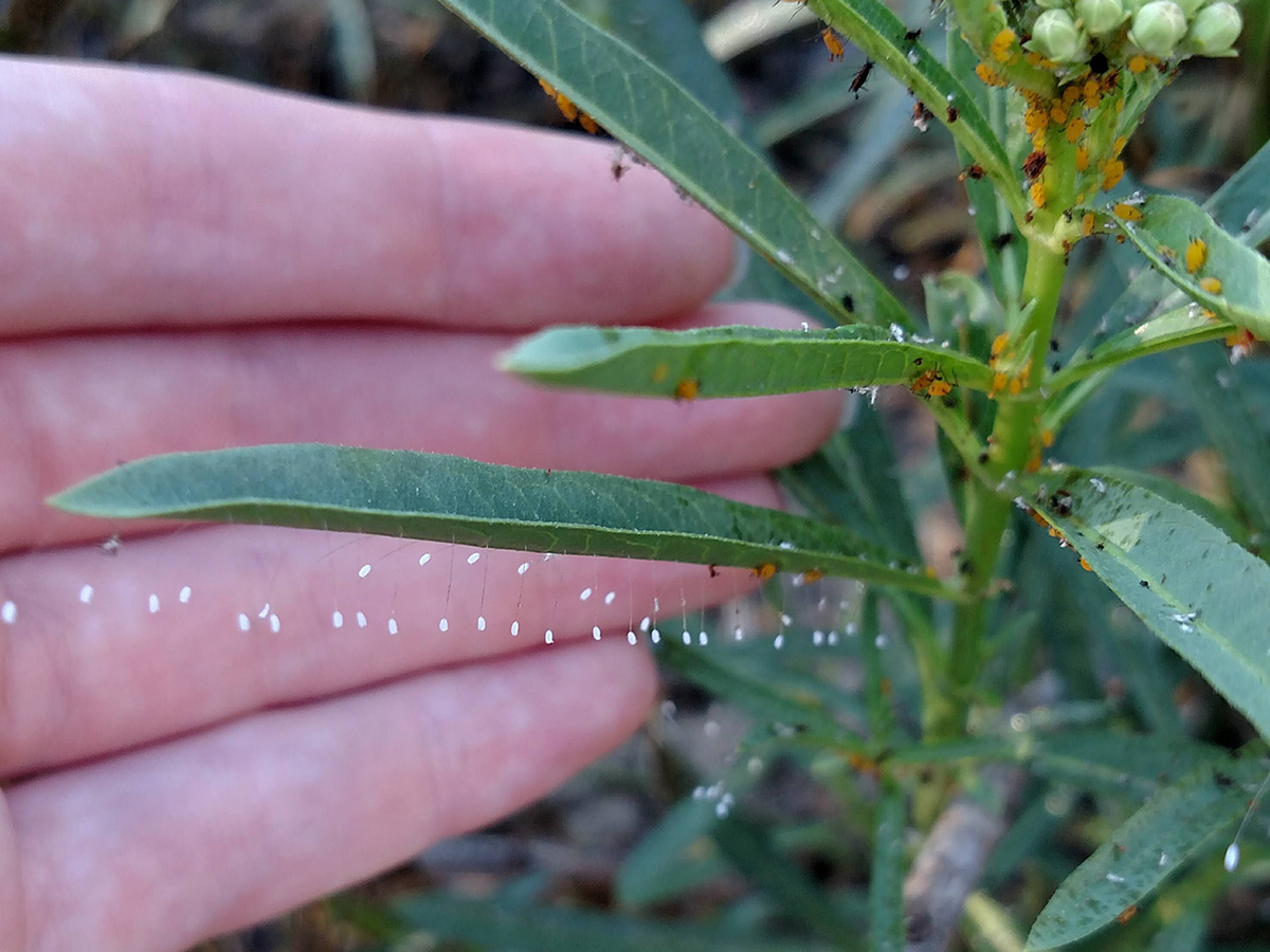 A milkweed plant covered in orange aphids along its stem and leaves. However, a few leaves also carry quite a few tiny white eggs, suspended from the leaf itself by a thin stalk.