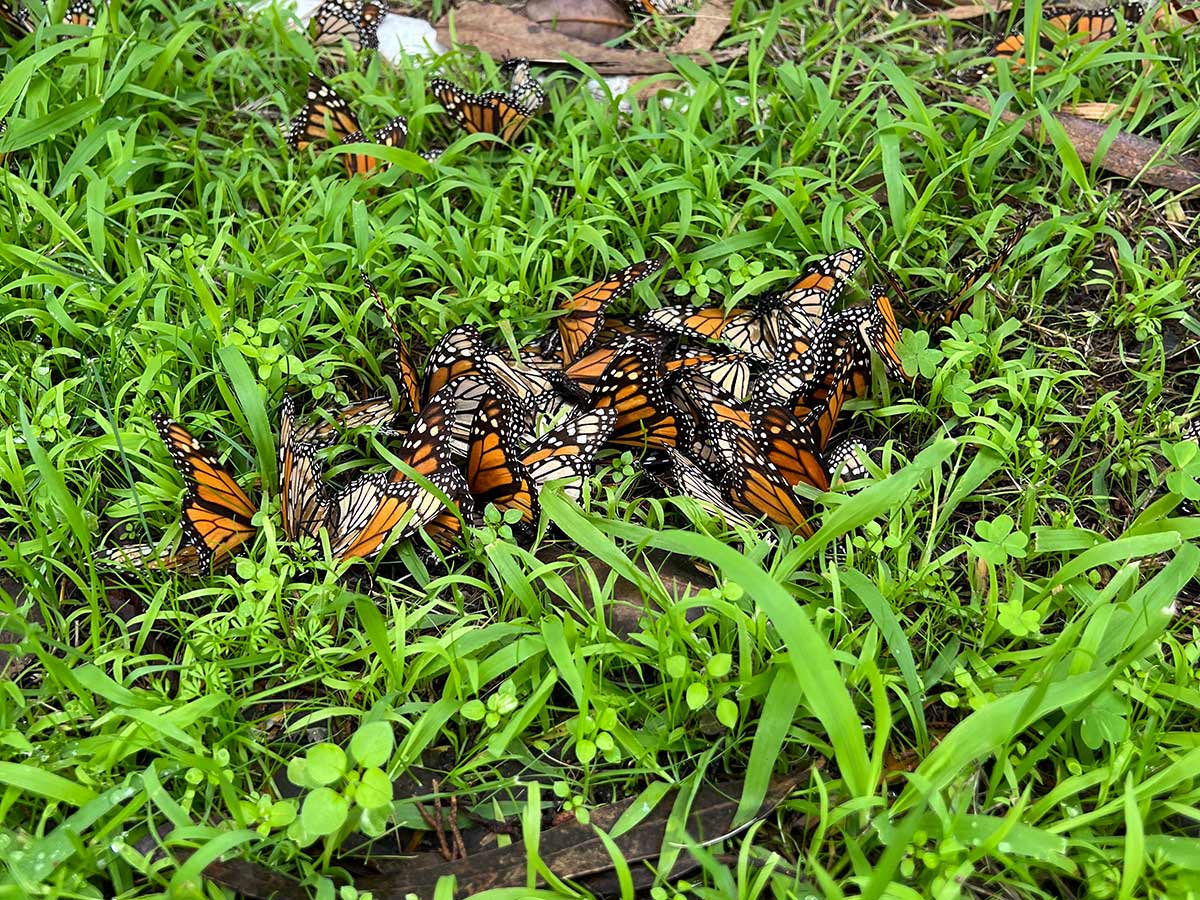  Many monarchs lying fallen on the ground, in the process of dying.