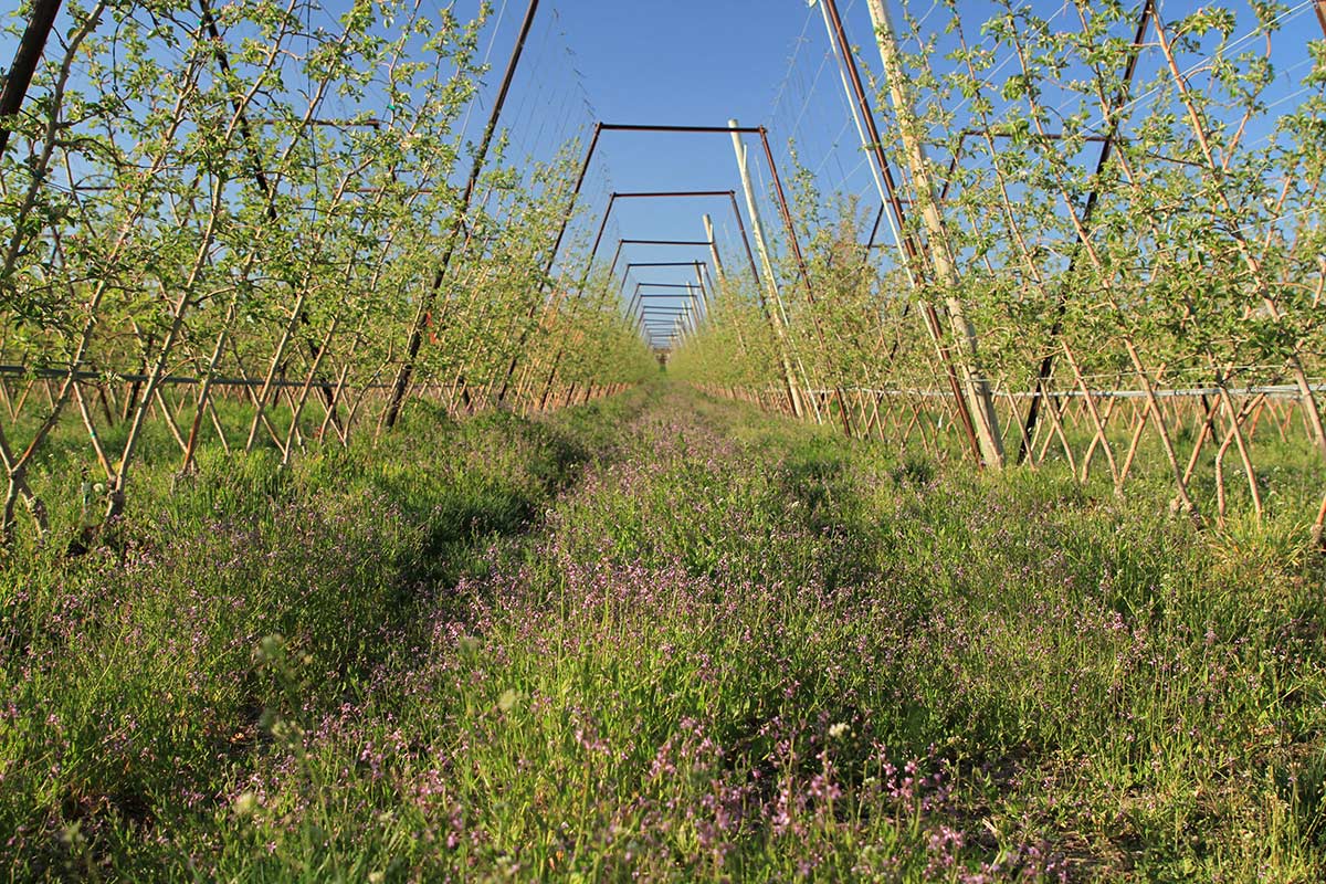 An orchard where rows of flowering native plants have been planted between the trees.