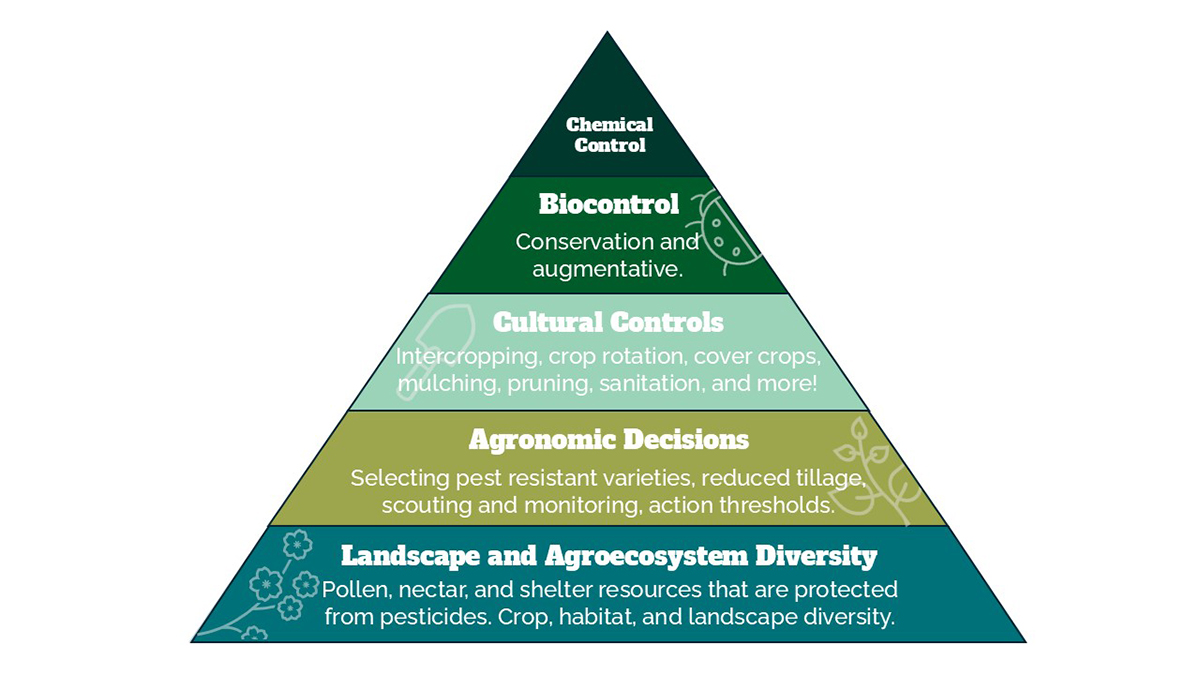 A triangle split into tiers. From the largest at the base, to the smallest at the top, the first reads “Landscape and Agroecosystem Diversity. Pollen, nectar, and shelter resources that are protected from pesticides. Crop, habitat, and landscape diversity”. The second reads “Agronomic Decisions. Selecting pest resistant varieties, reduced tillage, scouting and monitoring, action thresholds.” The third reads “Cultural Controls. Intercropping, crop rotation, cover crops, mulching, pruning, sanitation, and more!”. The fourth reads “Biocontrol. Conservation and augmentative.” The fifth, at the top, reads “Chemical Control.”