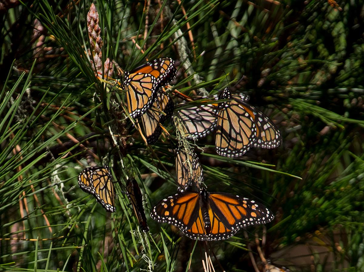 Several healthy monarchs resting together on a tree branch.