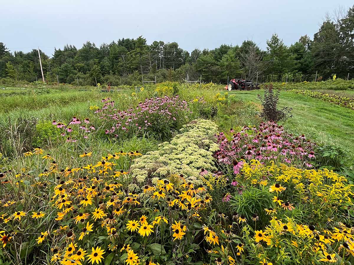 A wide row of flowering plants on a farm.