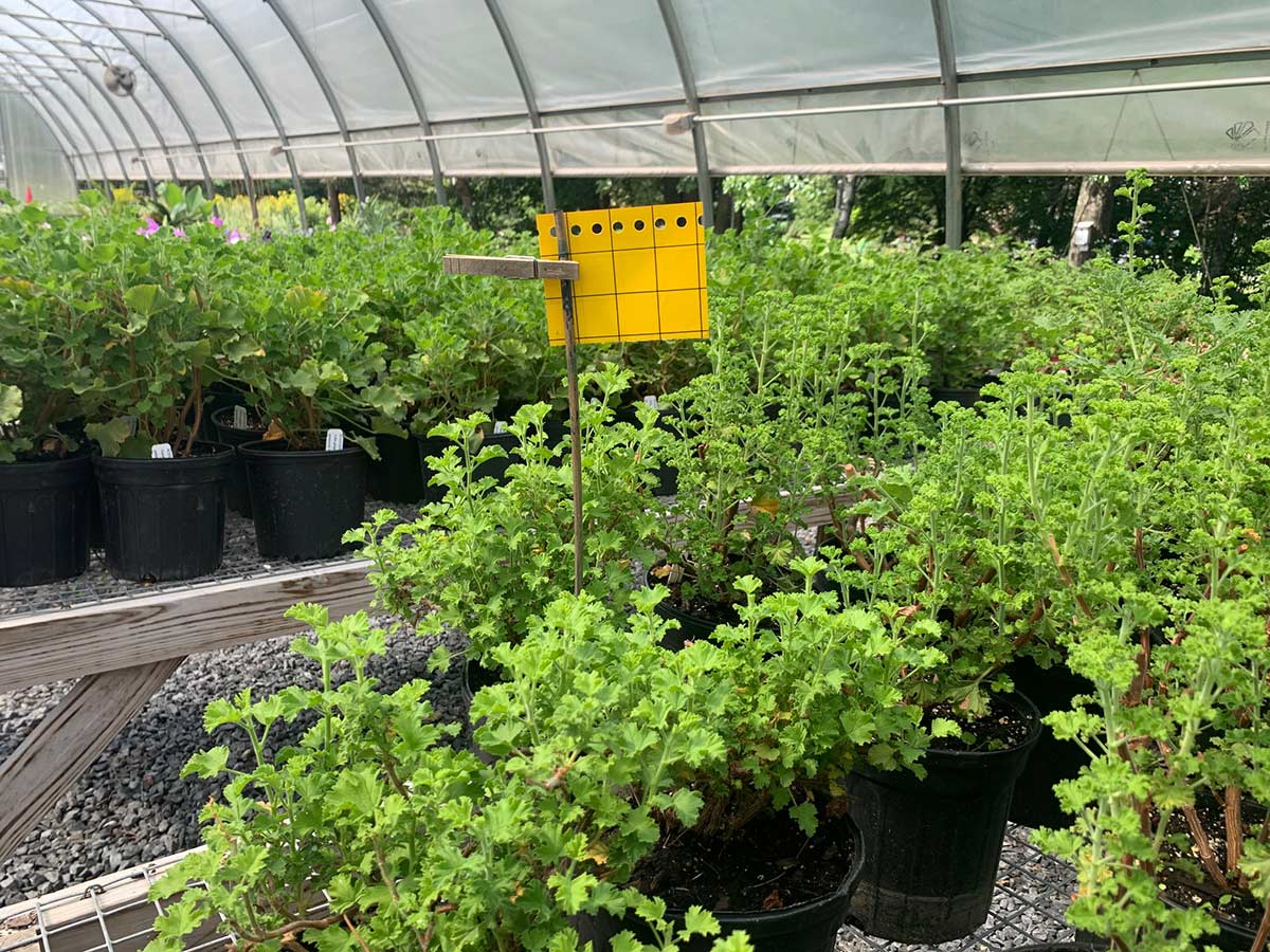 A bright yellow square sticky trap, mounted on a wooden dowel so that it sits just above the upper leaves of the nearby growing potted plants inside a greenhouse.