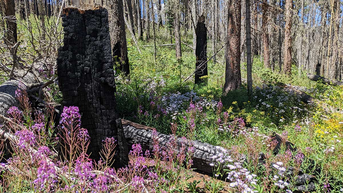 A brilliant magenta flower stands in front of a black charred tree trunk. The forest has some live and dead conifer trees with a forest floor covered in white and yellow flowers with lots of leafy green growth with a few large black charred tree trunks laying down.