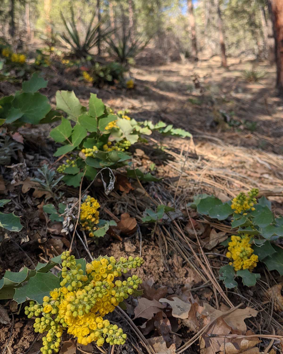  A short plant with green, pointy holly-like leaves and clusters of bright yellow flowers are in the foreground with a thin layer of dead oak leaves and pine needles, while the background slopes up to tall straight tree trunks of ponderosa pine.
