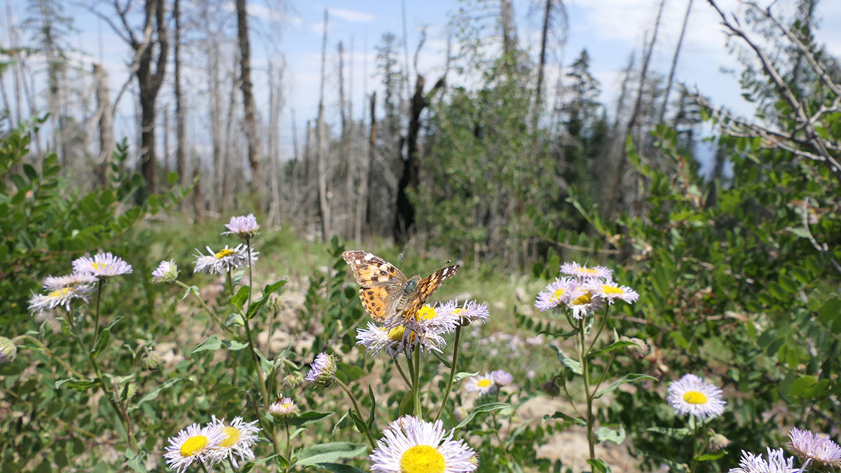 Daisy-like flowers with thin light lavender petals spread across the foreground and an orange, brown and white butterfly sits on top of one flower in the middle. In the background, burned and dead tree trunks stand amongst a meadow with a few live conifer trees towards the right.