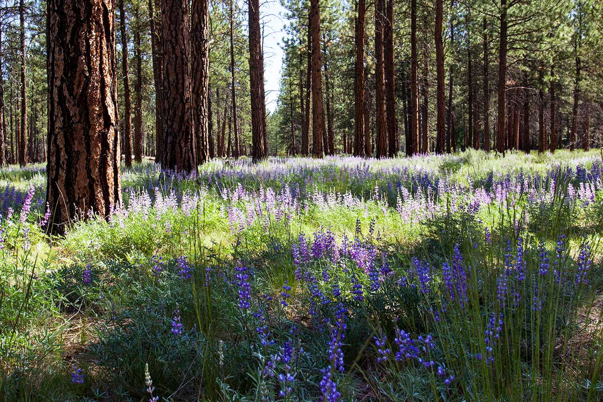 A forest with large straight tree trunks of ponderosa pine with nearly black and orange bark stand shading patches of an understory of purple blue lupine flowers on a sunny day. 