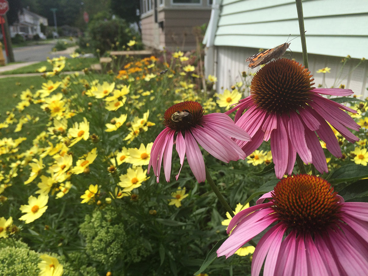 A butterfly and bee visit purple cone flowers in a garden on a suburban street.