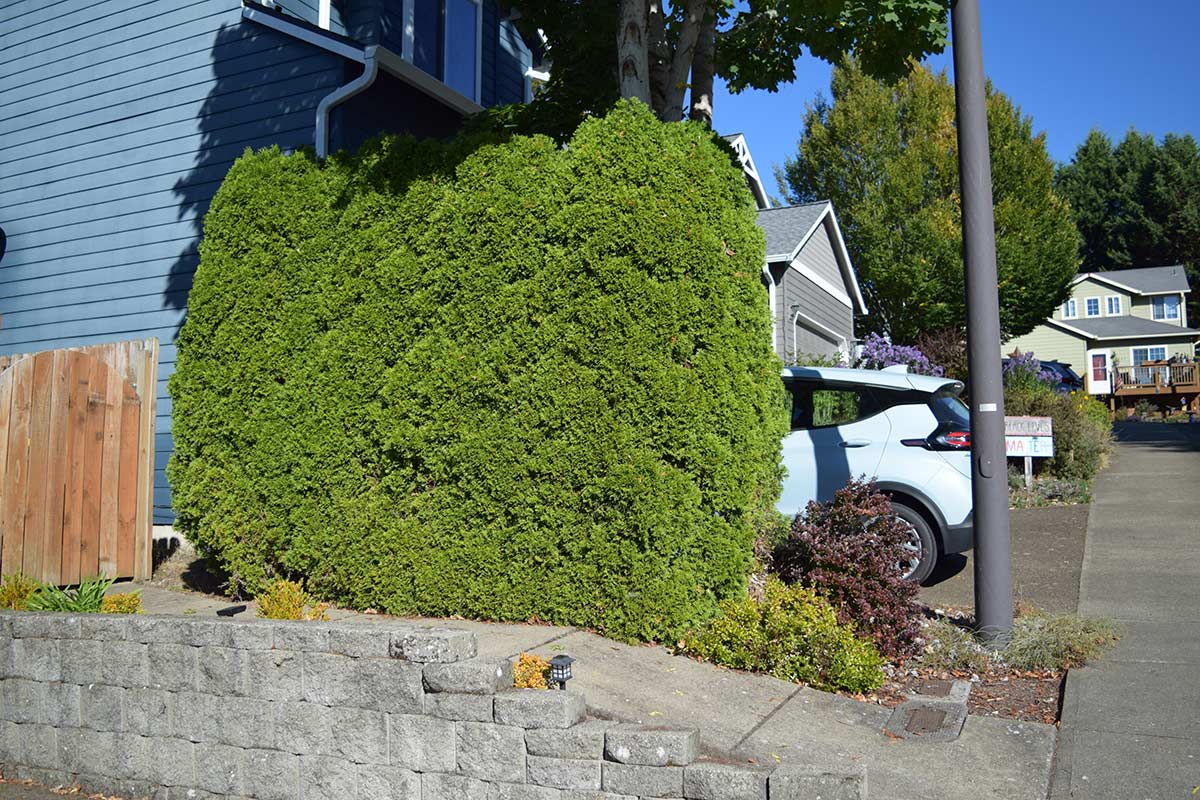 A hedge of tall trees planted for privacy between driveways.
