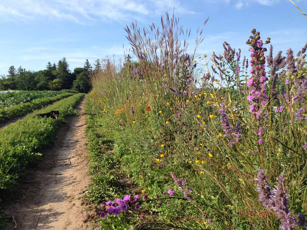 A row of native flowering plants at the edge of a small farm, with a monarch visiting one flower.