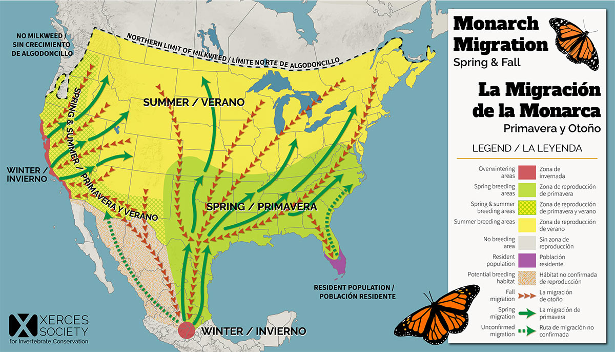 A map showing the migration patterns of different populations of monarch butterflies.