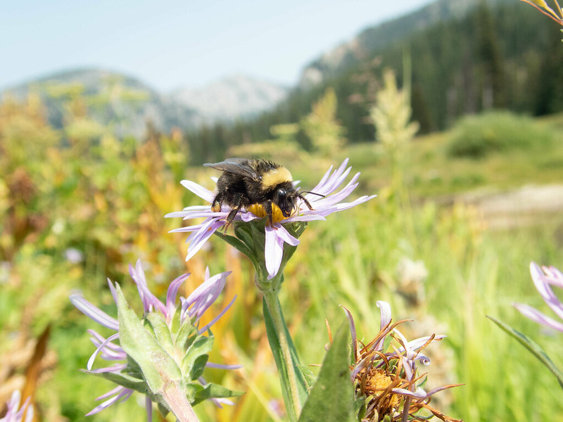 Bombus occidentalis on monarda flower in foreground, with mountains beyond