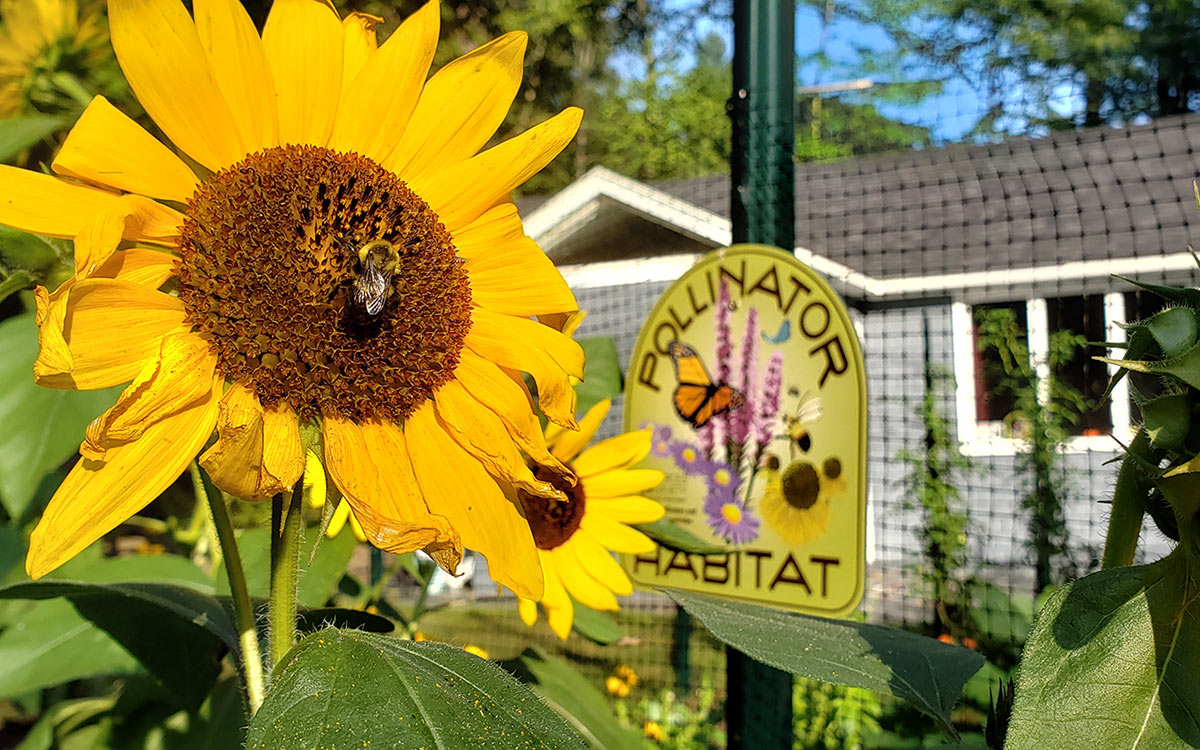 A bumblebee visiting a sunflower in a backyard pollinator garden.